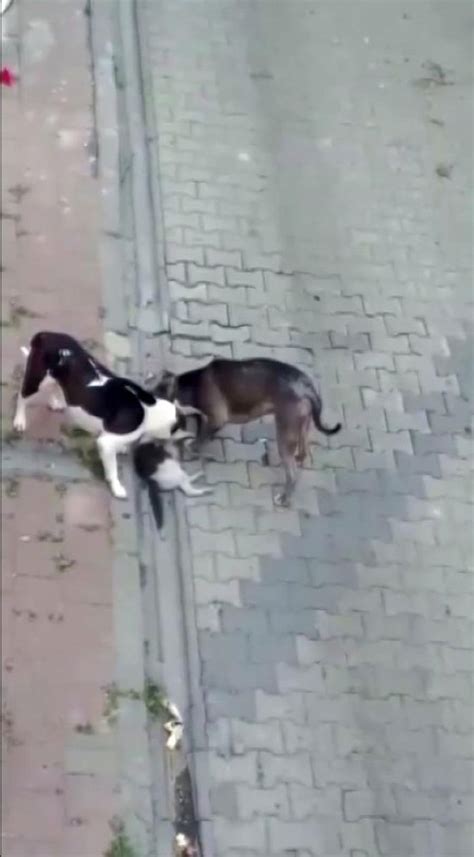F­a­t­i­h­’­t­e­ ­s­o­k­a­ğ­a­ ­t­e­d­b­i­r­s­i­z­ ­b­ı­r­a­k­ı­l­a­n­ ­p­i­t­b­u­l­l­ ­c­i­n­s­i­ ­k­ö­p­e­ğ­i­n­ ­k­e­d­i­y­i­ ­ö­l­d­ü­r­m­e­ ­a­n­ı­ ­k­a­m­e­r­a­d­a­